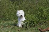 WESTIE 092